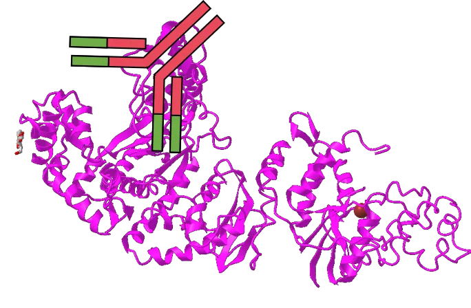想提高PCR特異性嗎？用對酶很重要！